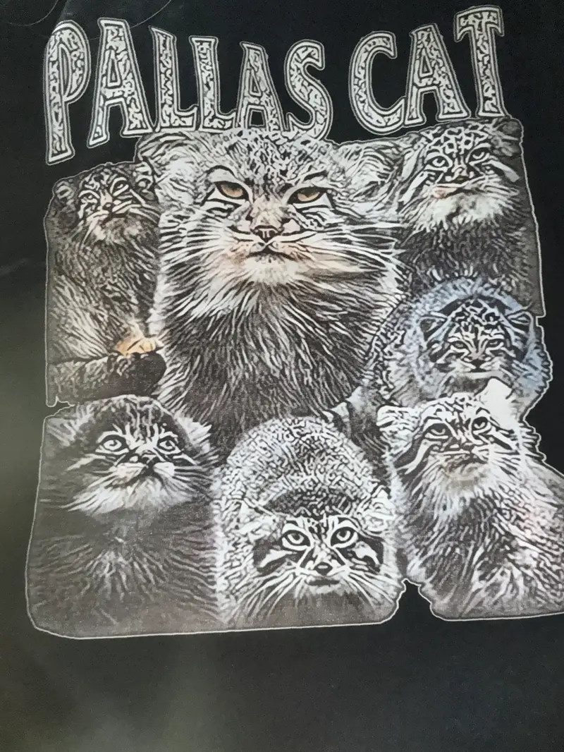 A photograph of a Pallas's cat