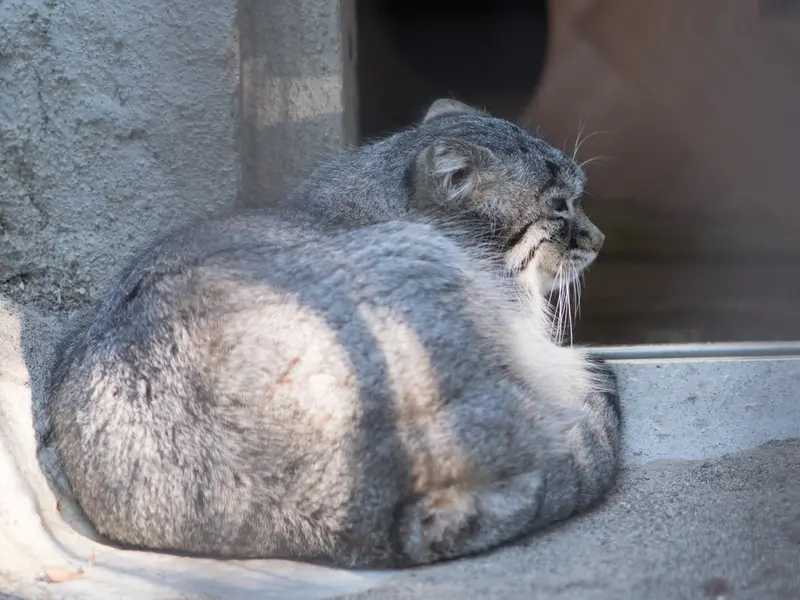 A photograph of Figa in Nogeyama Zoo