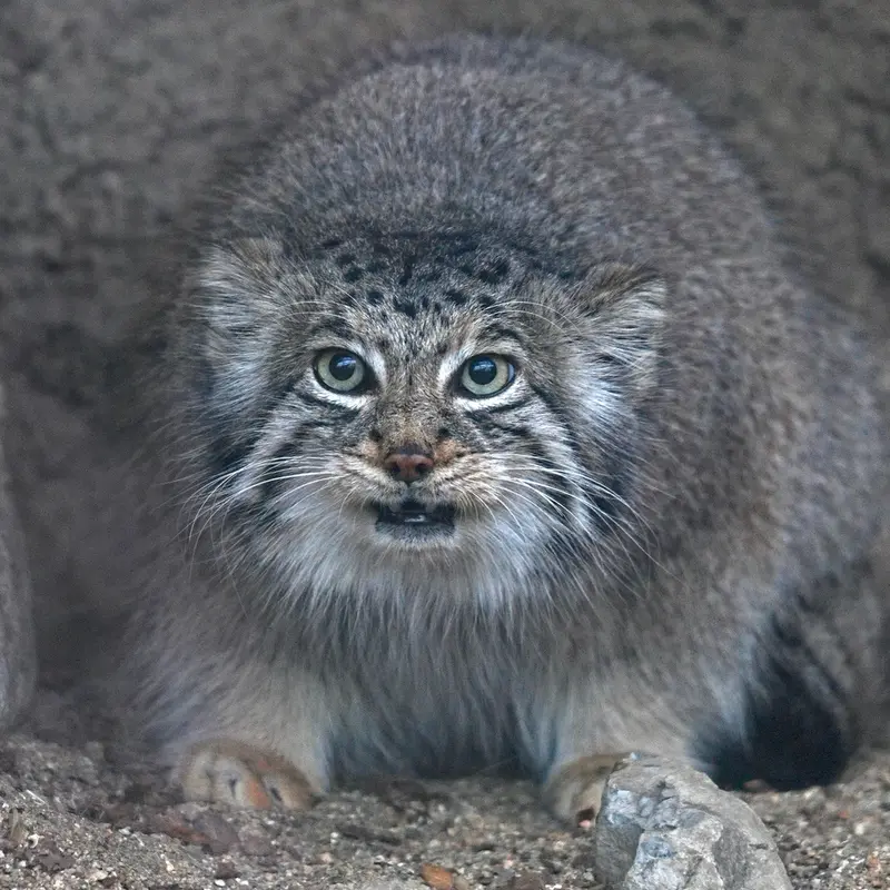 A photograph of Az in Kobe Animal Kingdom