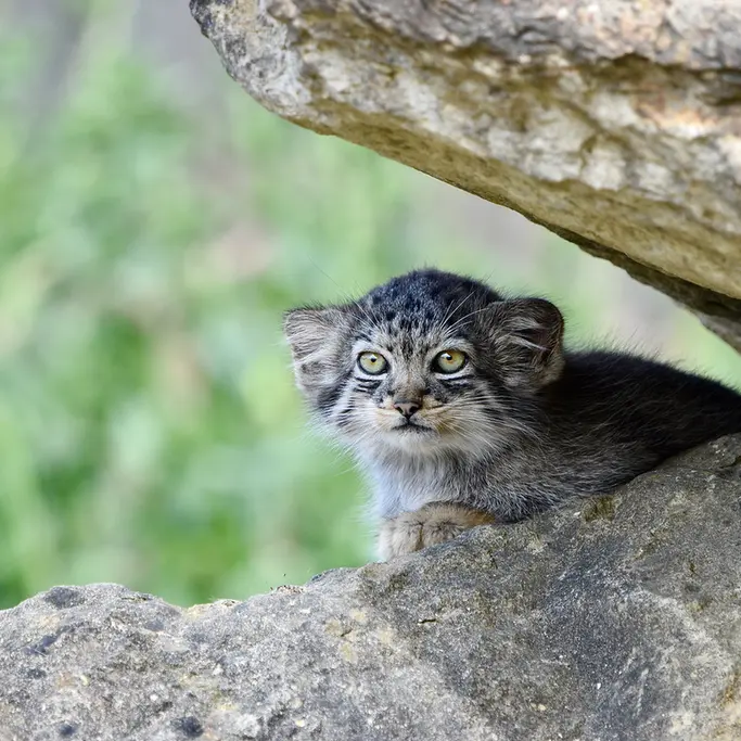 A photograph of a Pallas's cat in Port Lympne Wild Animal Park