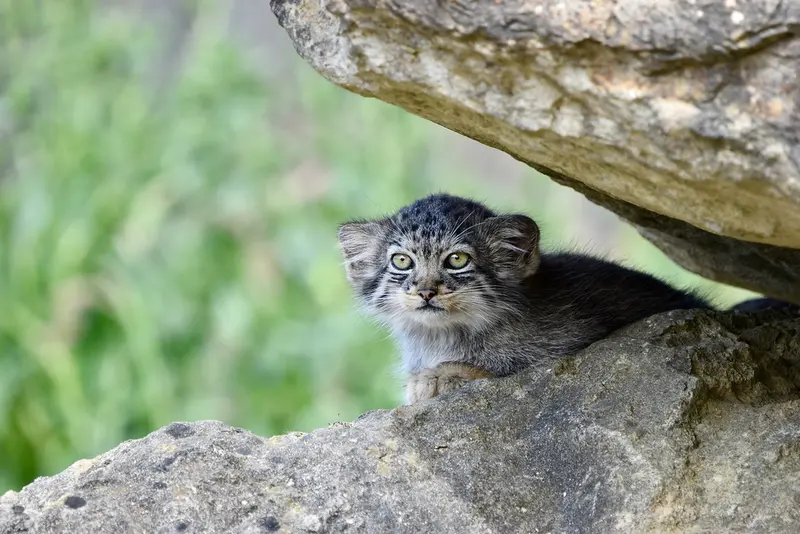 A photograph of a Pallas's cat in Port Lympne Wild Animal Park