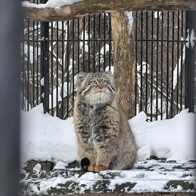 A photograph of Son of Eve 2023 Ⅳ in Novosibirsk Zoo