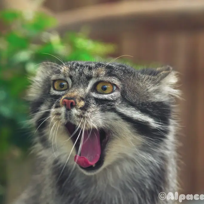A photograph of a Pallas's cat in Kobe Animal Kingdom