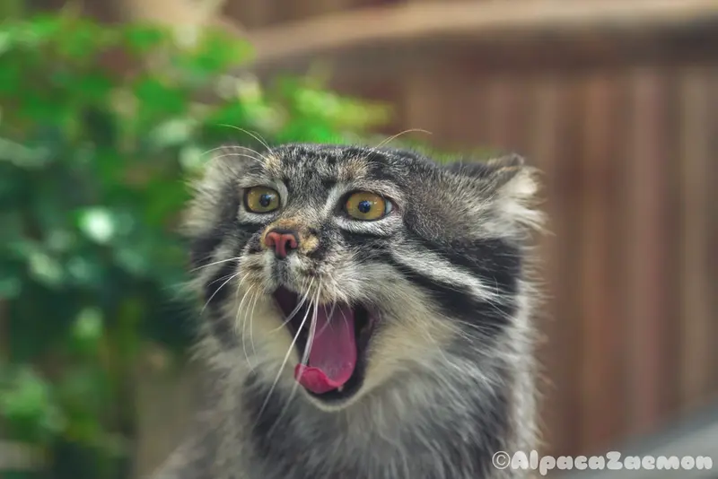 A photograph of a Pallas's cat in Kobe Animal Kingdom