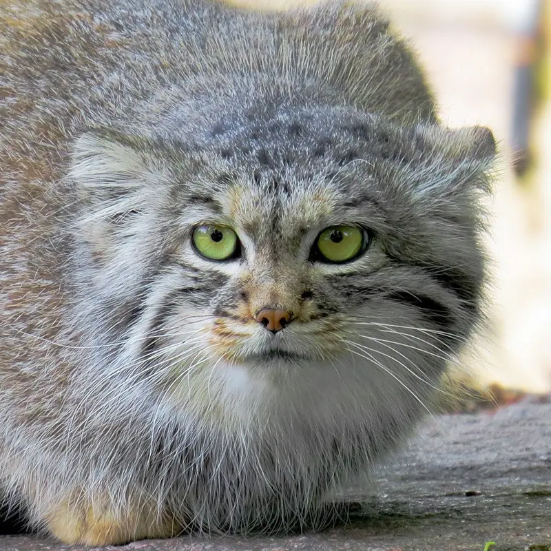 Agneta the Pallas's cat from Les Terres de Nataé
