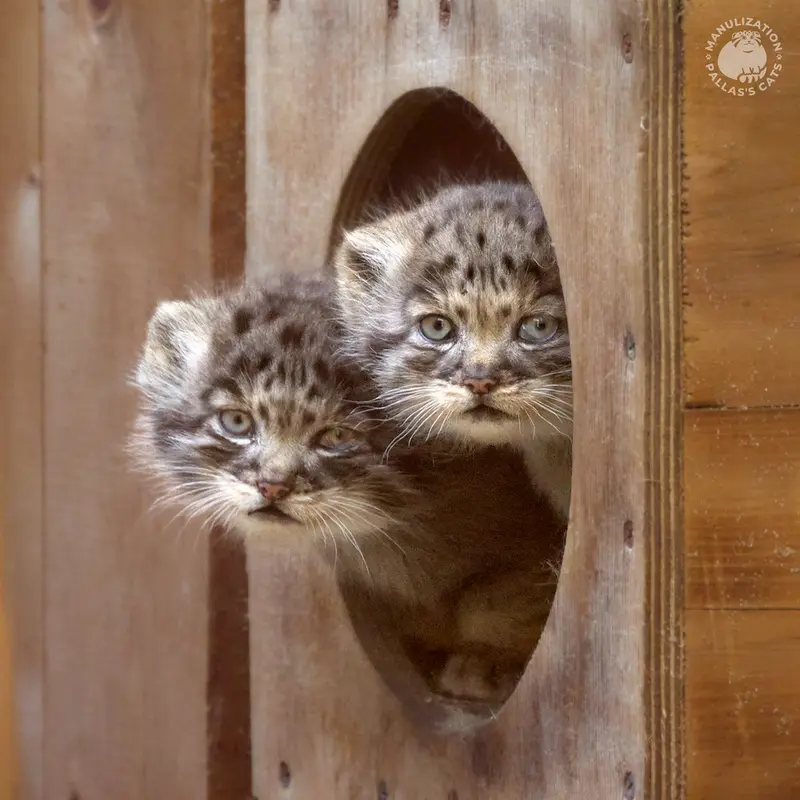 A photograph of Kitten of Lolo b.2026 Ⅱ and Kitten of Lolo b.2026 Ⅰ in Novosibirsk Zoo