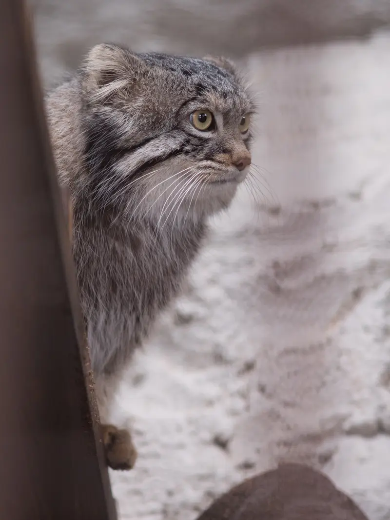 A photograph of Figa in Nogeyama Zoo