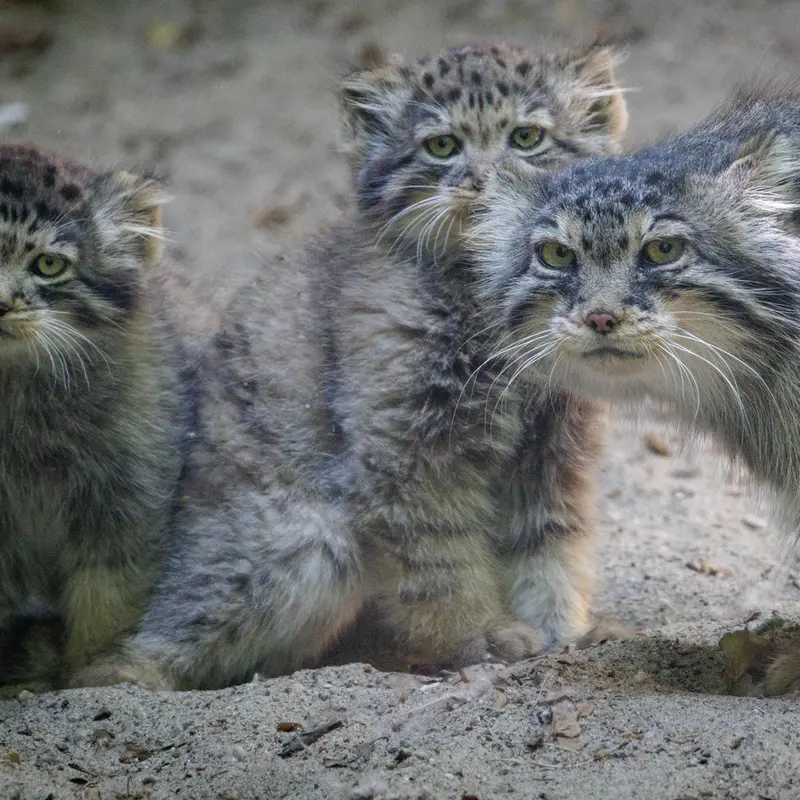 A photograph of Lolo, Daughter of Lolo b.2026 Ⅰ, and Son of Lolo b.2026 Ⅱ in Novosibirsk Zoo