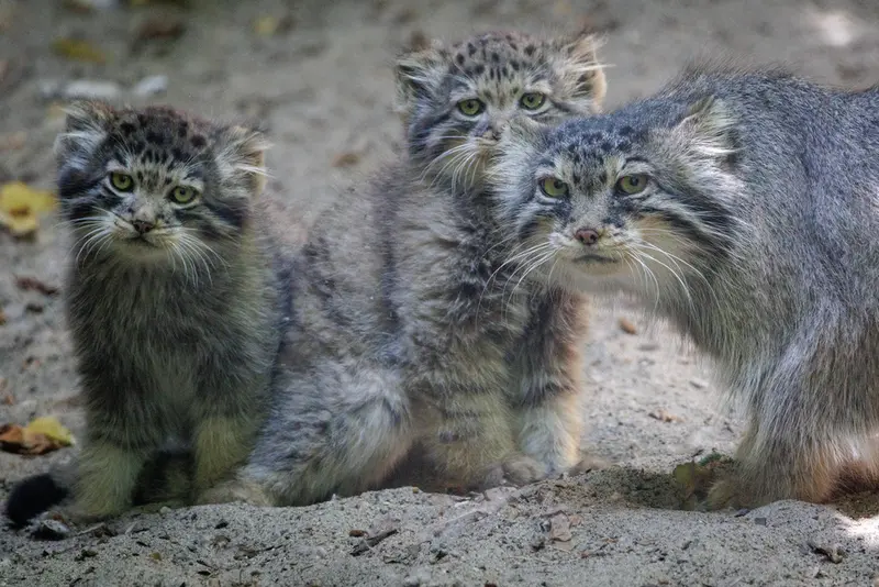 A photograph of Lolo, Daughter of Lolo b.2026 Ⅰ, and Son of Lolo b.2026 Ⅱ in Novosibirsk Zoo