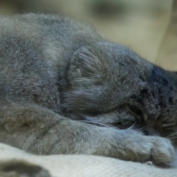 A photograph of Klyon in Ueno Zoological Gardens
