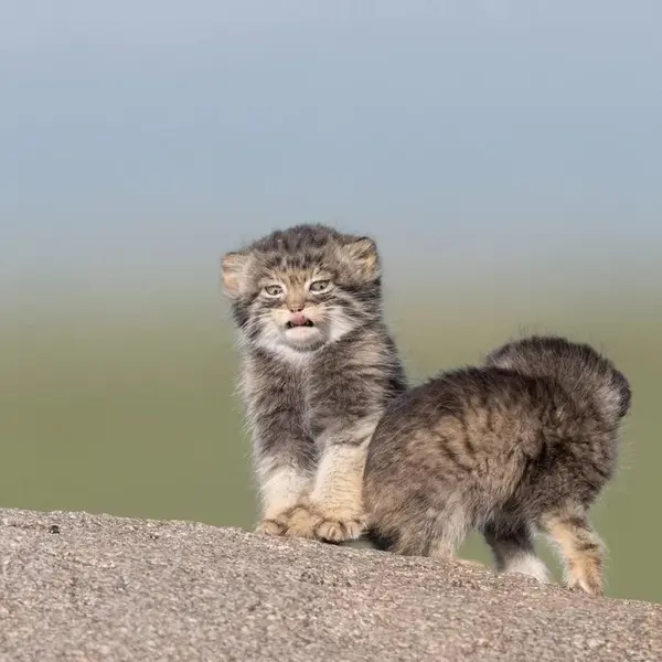 A photograph of a Pallas's cat