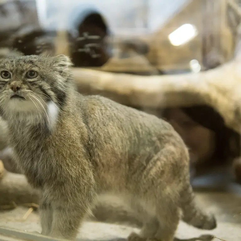 A photograph of Klyon in Ueno Zoological Gardens