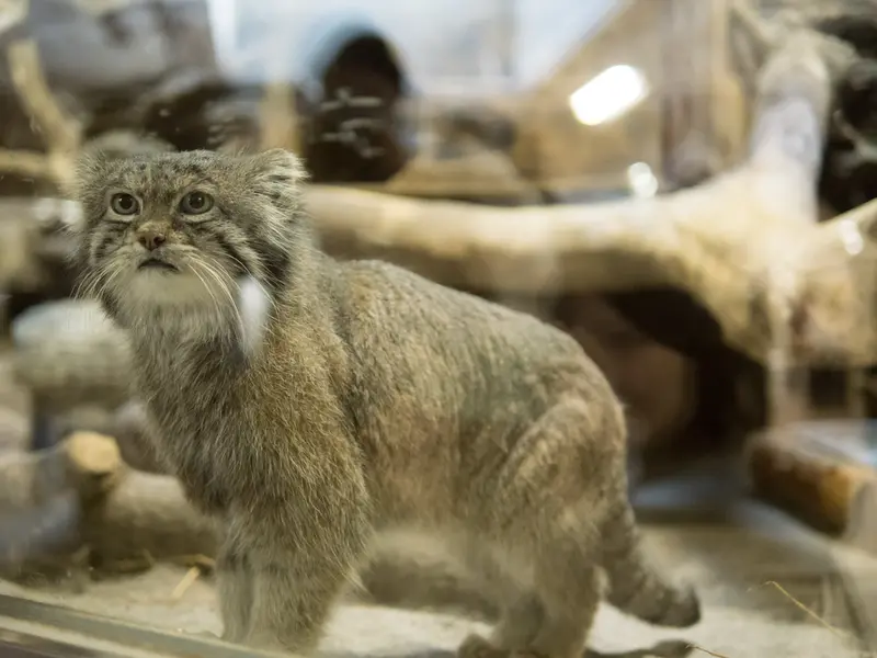 A photograph of Klyon in Ueno Zoological Gardens