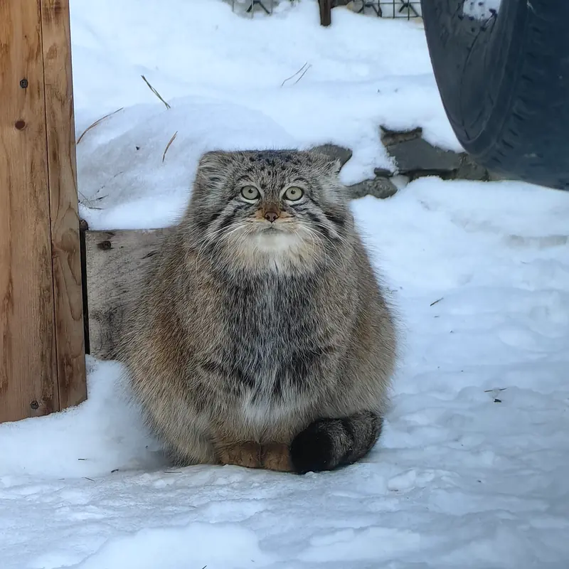 A photograph of Daughter of Eve of 2023 Ⅱ in Novosibirsk Zoo