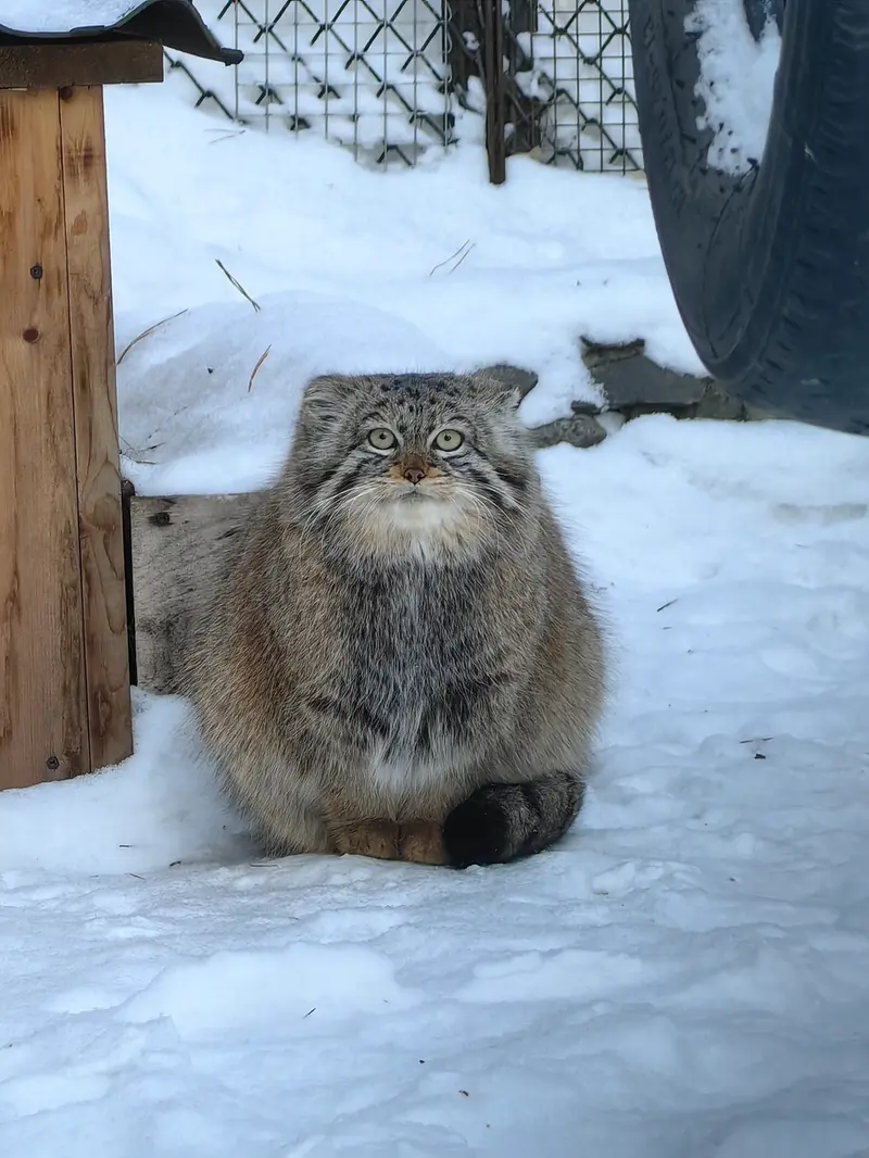 A photograph of Daughter of Eve of 2023 Ⅱ in Novosibirsk Zoo