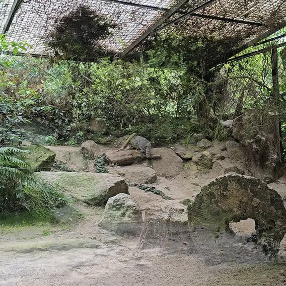 A photograph of a Pallas's cat in Parco Faunistico La Torbiera