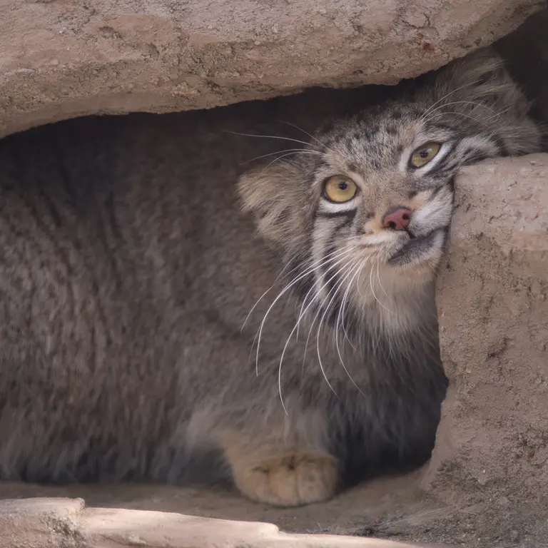 A photograph of Oto in Saitama Children's Zoo