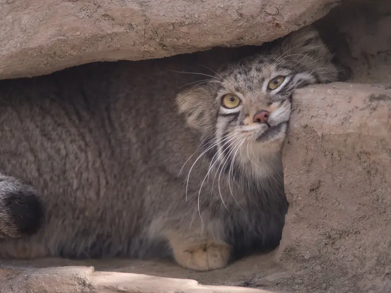 A photograph of Oto in Saitama Children's Zoo