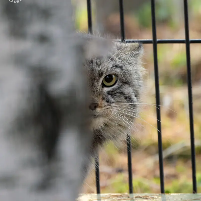 A photograph of Tsas in Kraków Zoo