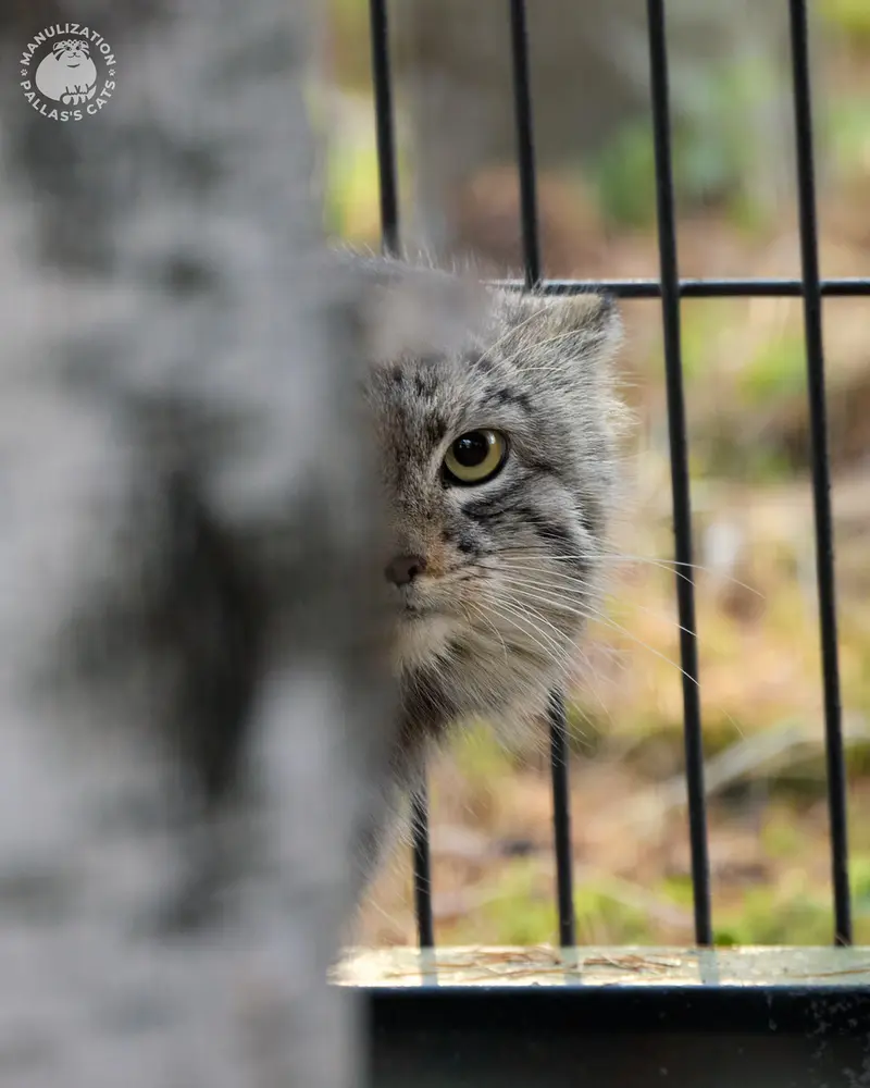 A photograph of Tsas in Kraków Zoo