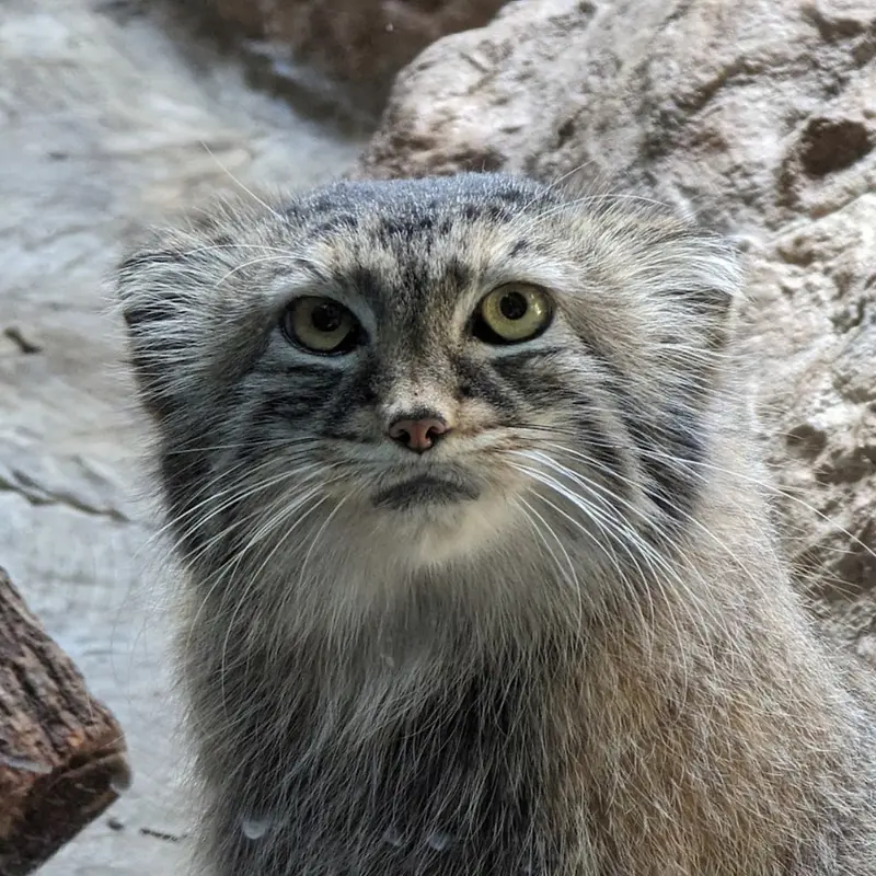 A photograph of Mischa in Birmingham Zoo