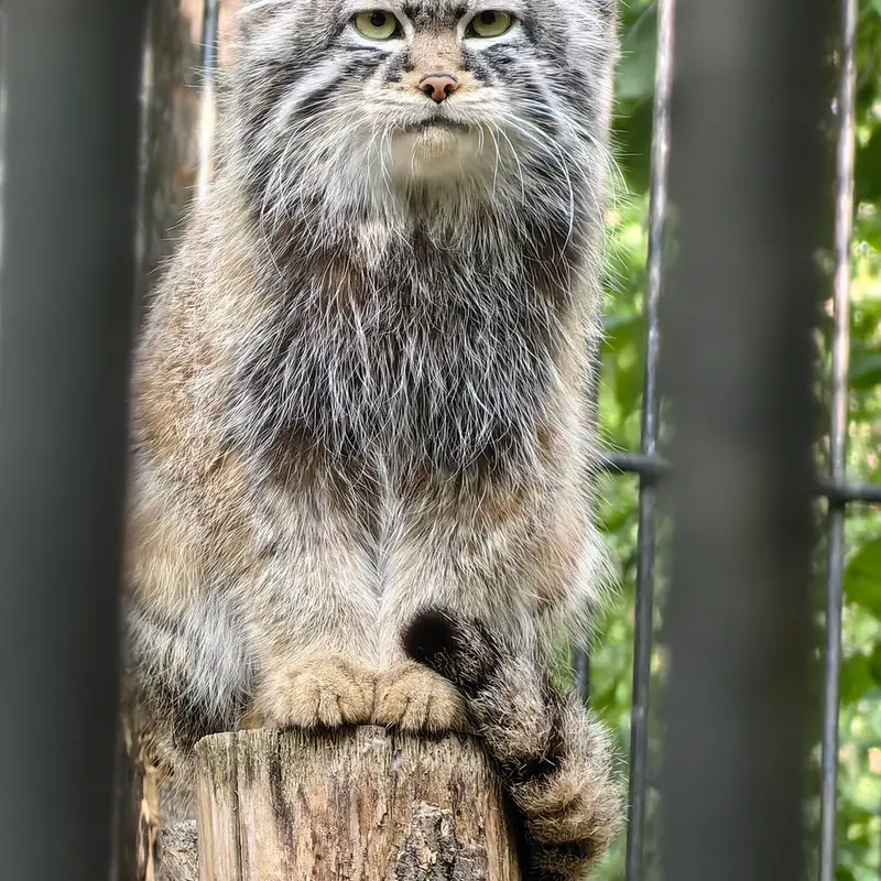 A photograph of Son of Eve 2023 Ⅳ in Novosibirsk Zoo