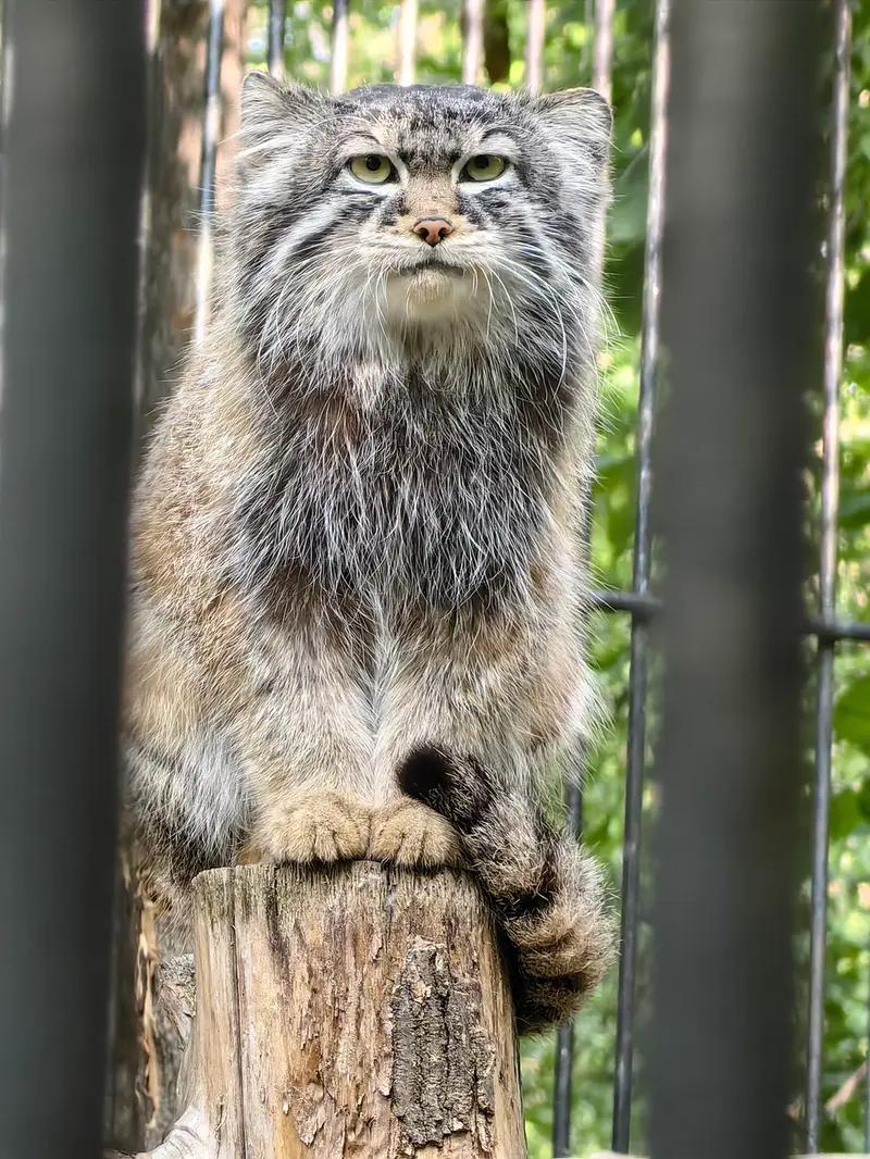 A photograph of Son of Eve 2023 Ⅳ in Novosibirsk Zoo
