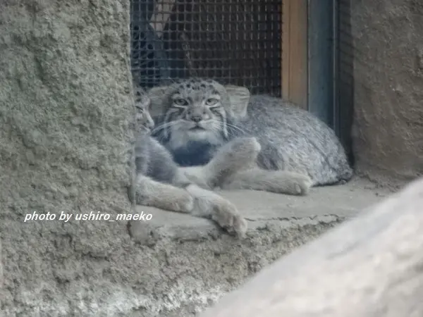 A photograph of Bono in Kobe Animal Kingdom