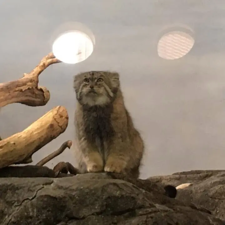 A photograph of Boris in Prospect Park Zoo