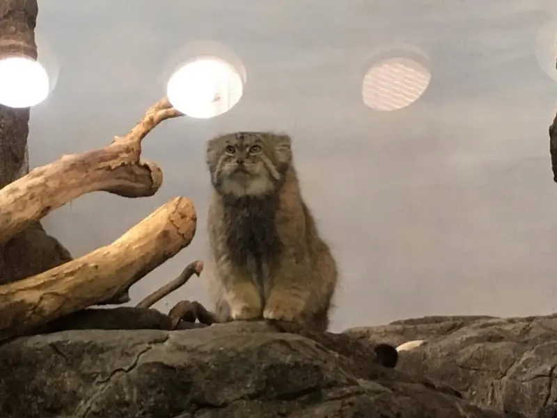 A photograph of Boris in Prospect Park Zoo