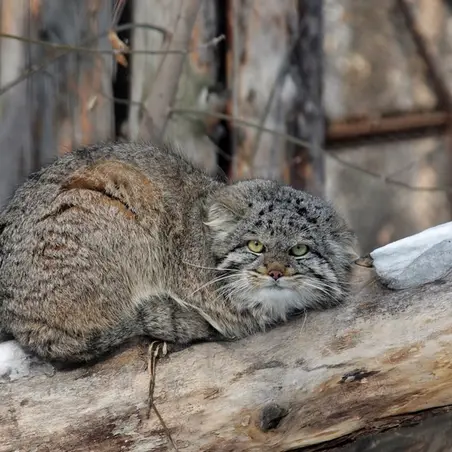 A photograph of Klyon in Novosibirsk Zoo