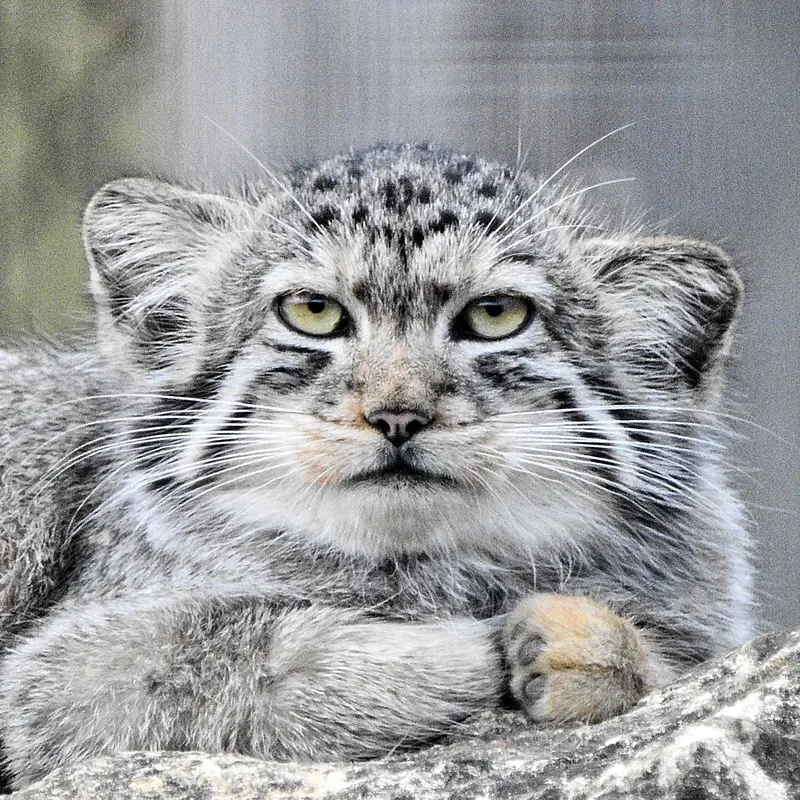 Khutga the Pallas's cat from Port Lympne Wild Animal Park