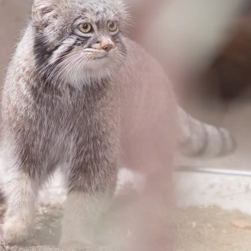 A photograph of Figa in Nogeyama Zoo