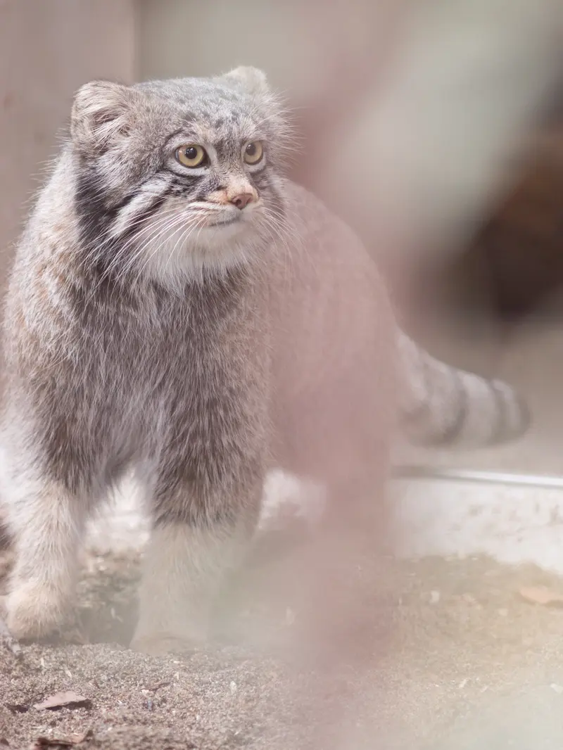 A photograph of Figa in Nogeyama Zoo