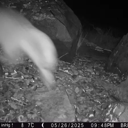 A photograph of Otocolobus manul manul from Kiikbai camera trap