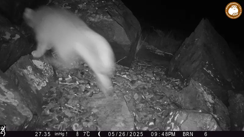 A photograph of Otocolobus manul manul from Kiikbai camera trap