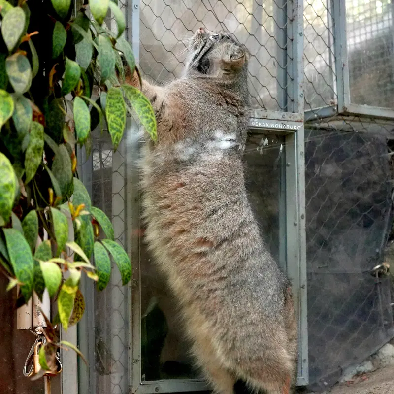 A photograph of Az in Kobe Animal Kingdom