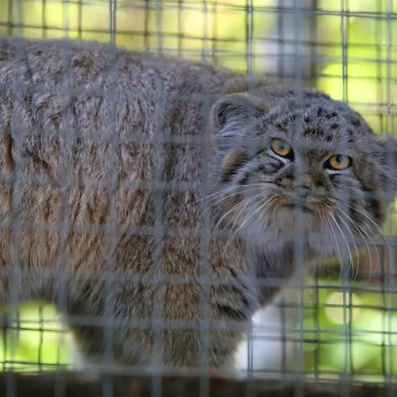 A photograph of Kitten of Alani b.2026 Ⅰ in Košice Zoo