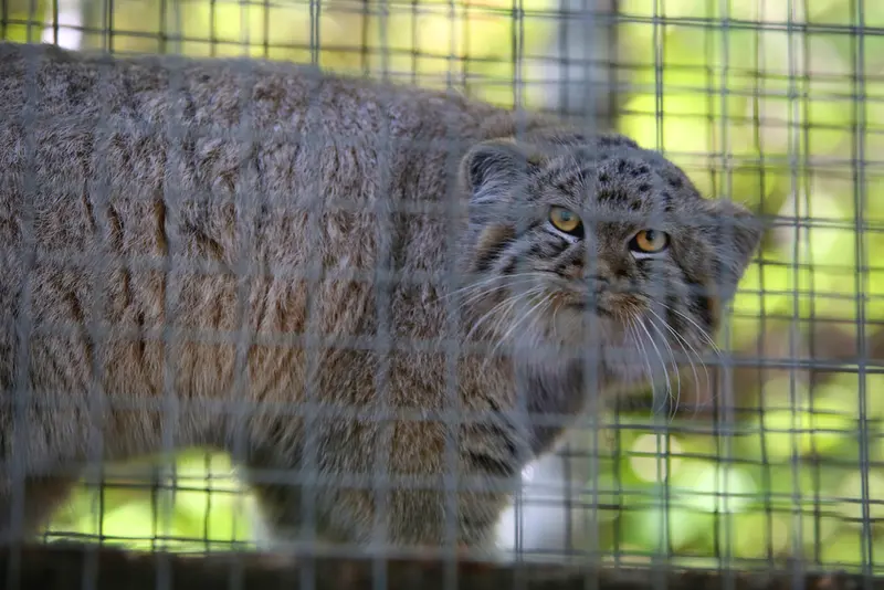 A photograph of Kitten of Alani b.2026 Ⅰ in Košice Zoo