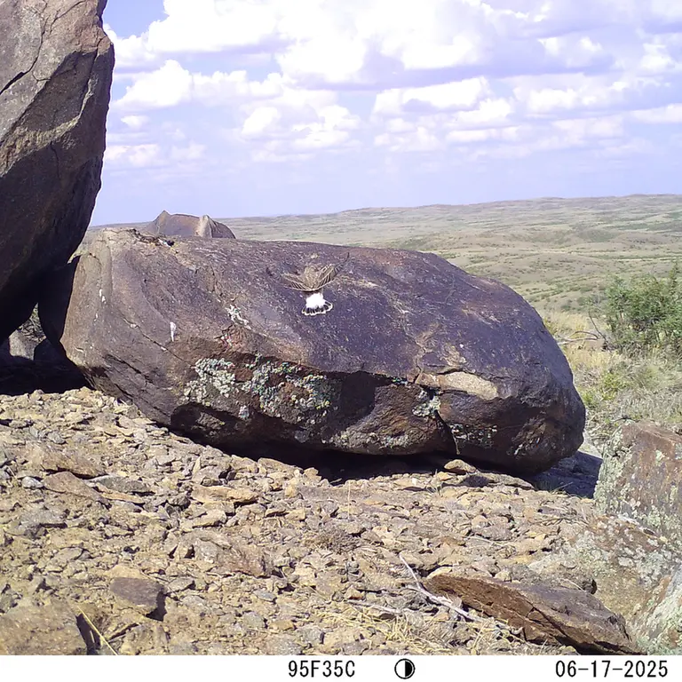 A photograph of a Pallas's cat from Koshkar [new] camera trap