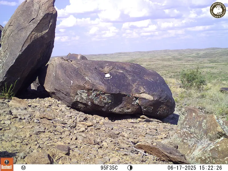 A photograph of a Pallas's cat from Koshkar [new] camera trap