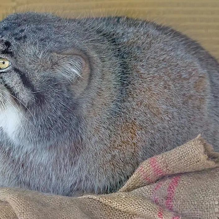 A photograph of a Pallas's cat