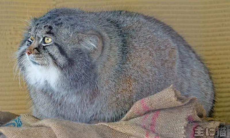 A photograph of a Pallas's cat