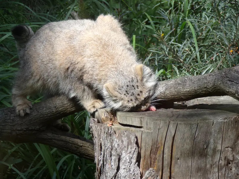 A photograph of Zarina in Wrocław Zoo