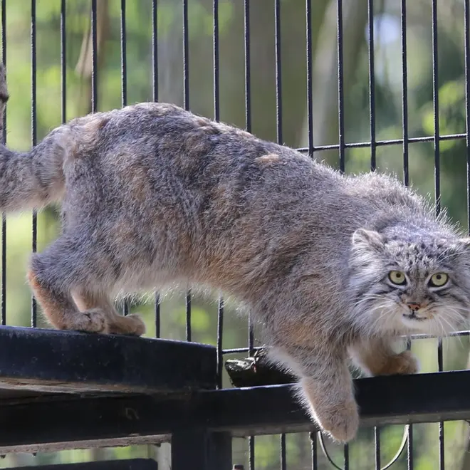 A photograph of Tsas in Kraków Zoo