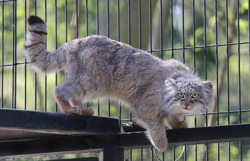 A photograph of Tsas in Kraków Zoo