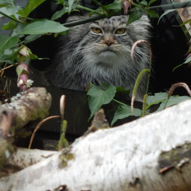 A photograph of Ewok in Tregomeur Zoo
