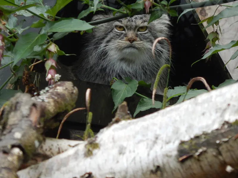 A photograph of Ewok in Tregomeur Zoo