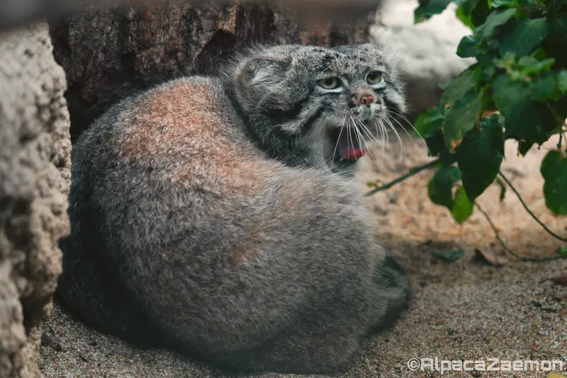 A photograph of Nar in Kobe Animal Kingdom