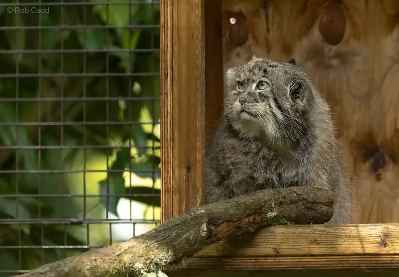 A photograph of Tull in Cotswold Wildlife Park and Gardens